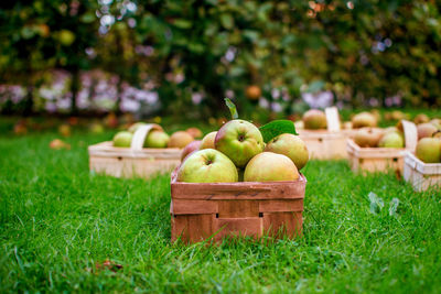 Close-up of apple on tree