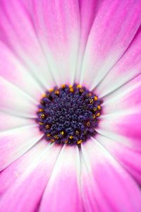 Full frame shot of pink flower