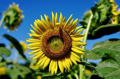 Close-up of sunflower