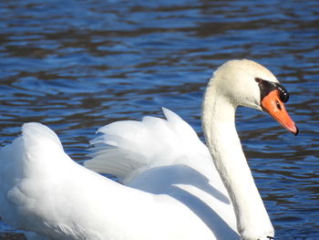 Swan swimming in lake