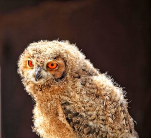 Close-up portrait of a owl