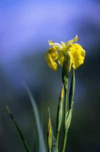 Close-up of yellow flower