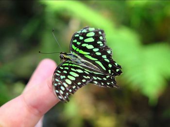 Close-up of butterfly on leaf