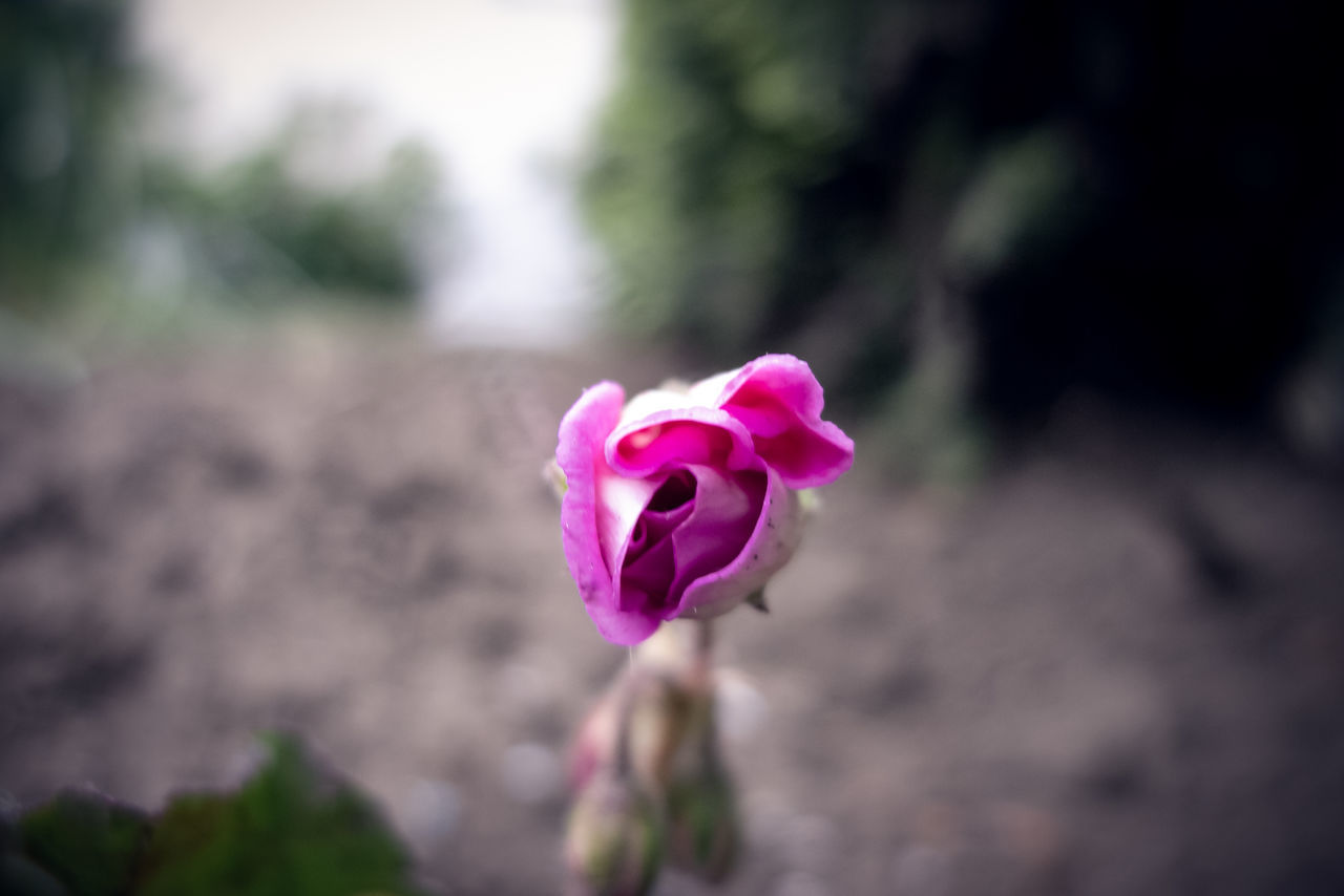 CLOSE-UP OF PINK ROSES