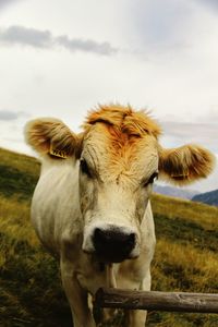 Close-up of cow on field