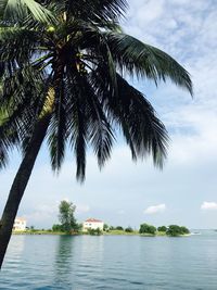 Palm trees by sea against sky