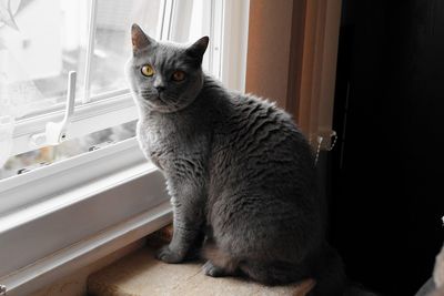 Portrait of a cat on window sill