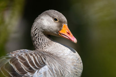 Close-up of a bird