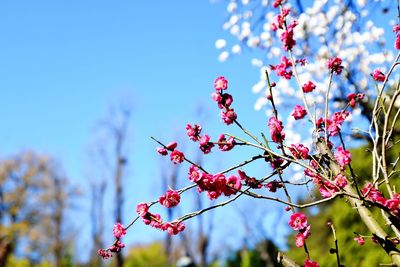 Low angle view of flower tree against sky