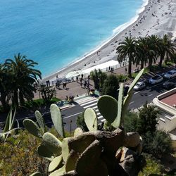 High angle view of cactus against nice seashore