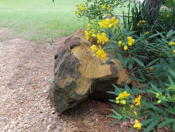 Close-up of yellow flowers