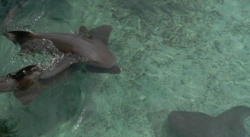 High angle view of fish swimming in sea