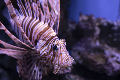 Close-up of fish swimming in sea