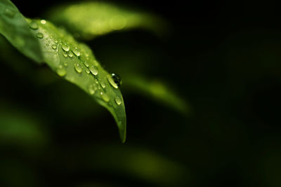 Close-up of raindrops on leaves