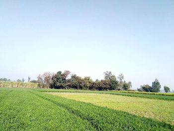 Scenic view of agricultural field against clear sky