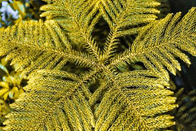 Close-up view of leaves