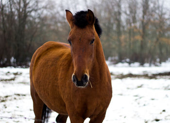 Brown horse in the snow