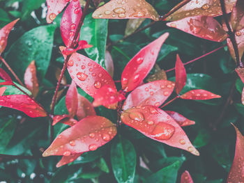 Close-up of wet red leaves on plant during rainy season
