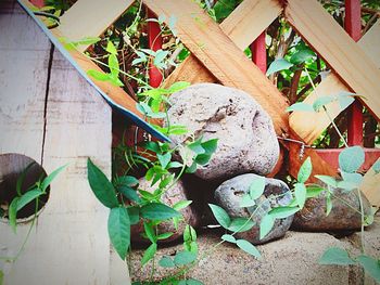 Potted plants on the wall