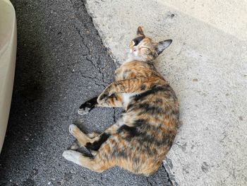 High angle view of cat resting