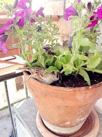 Close-up of potted plant in backyard