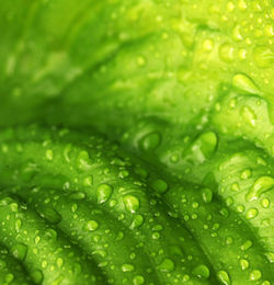 Close-up of raindrops on green leaves