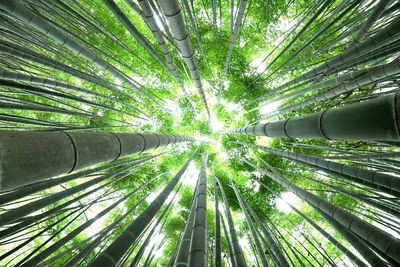 Low angle view of bamboo trees in forest