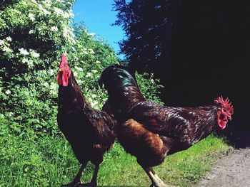 Rooster on field against sky