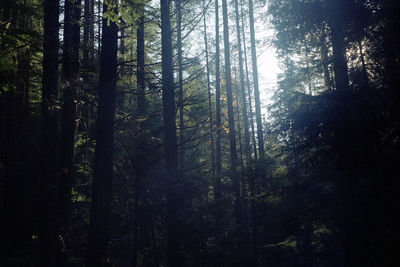 Trees in forest