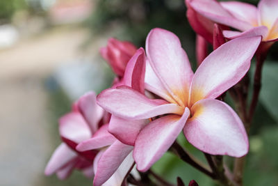 Close-up of pink flowering plant