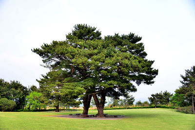 Trees on landscape against clear sky