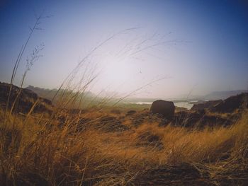 View of field against clear sky at sunset