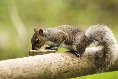 Close-up of squirrel
