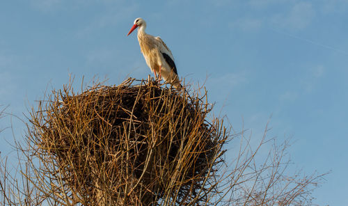 Rattling stork is resting in its nest