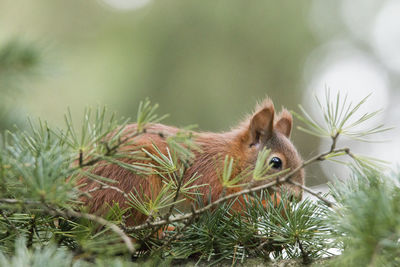 Close-up of squirrel