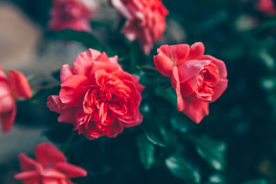 Close-up of pink roses