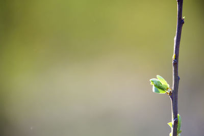 Close-up of plant growing outdoors