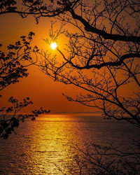 Silhouette tree by sea against sky during sunset