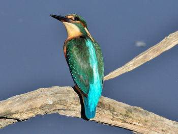 Close-up of bird perching on a tree