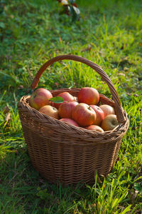 Fruits in basket on field