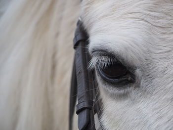 Close-up of a horse eye with harness strap