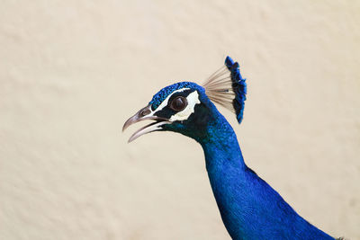 Close-up of a peacock