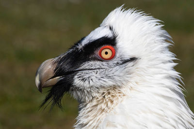 Close-up of a bird looking away