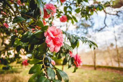 Close-up of pink flowering plant