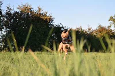 Dog running on grassy field against clear sky