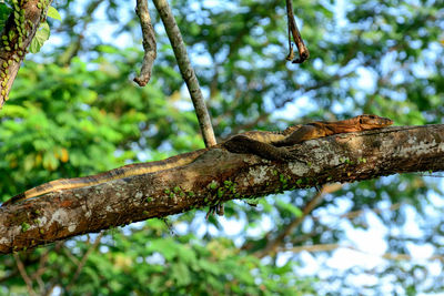 Low angle view of lizard on tree