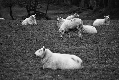 Sheep on field