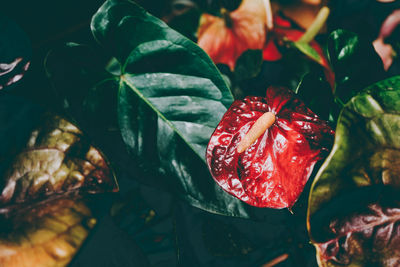 High angle view of red flowering plant