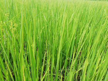 Full frame shot of fresh green field