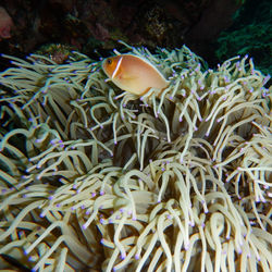 Close-up of coral in sea